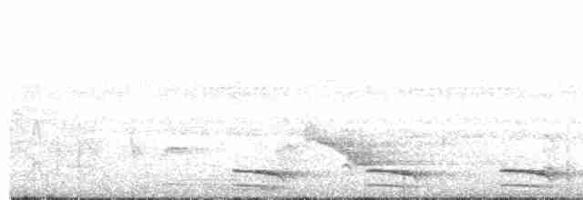 White-shouldered Antshrike - ML598049471