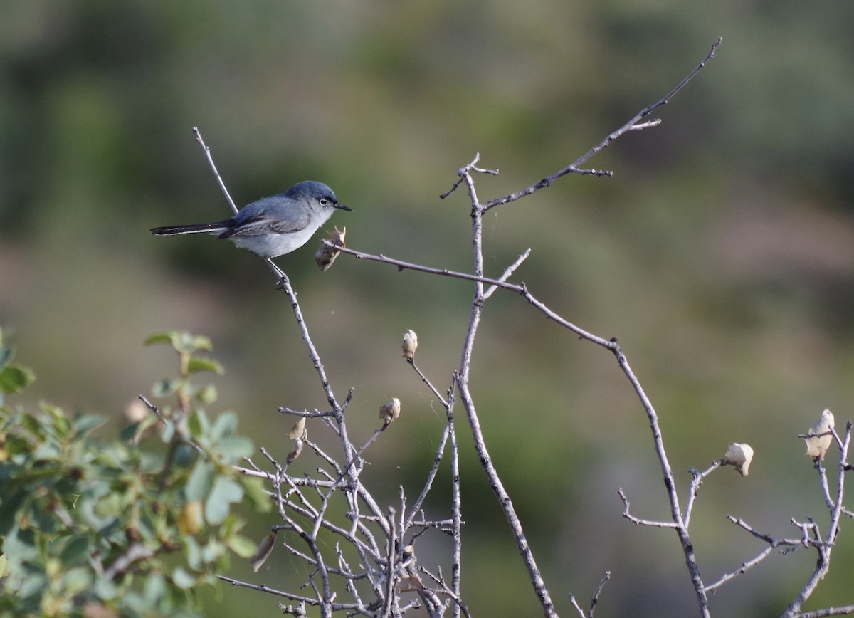 Blue-gray Gnatcatcher (obscura Group) - ML59805001