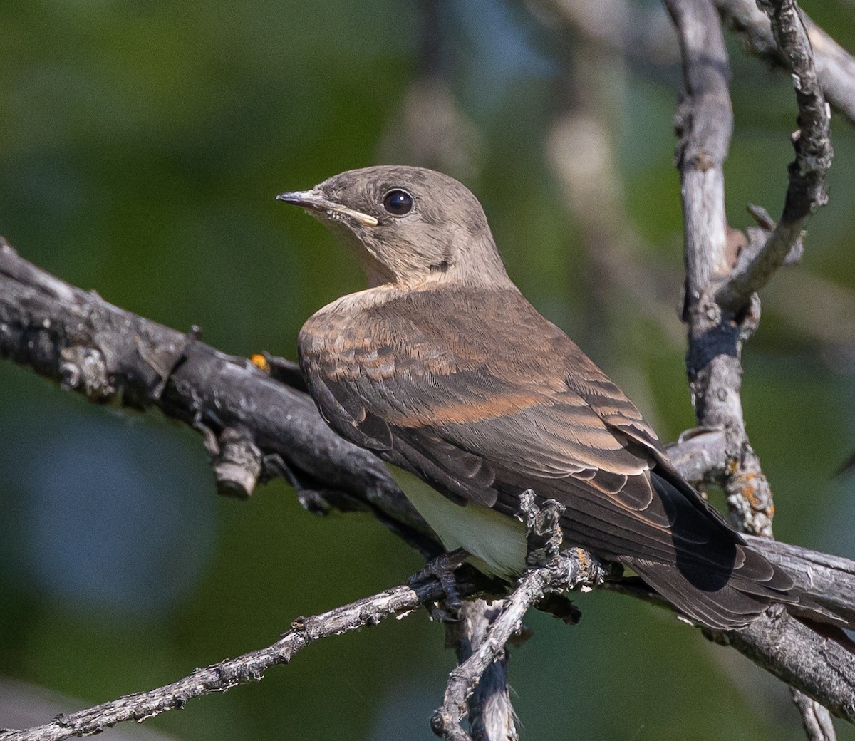 Northern Rough-winged Swallow - ML598050081
