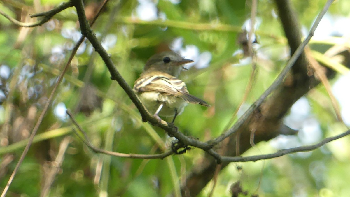 Gray-breasted Flycatcher - ML598050281