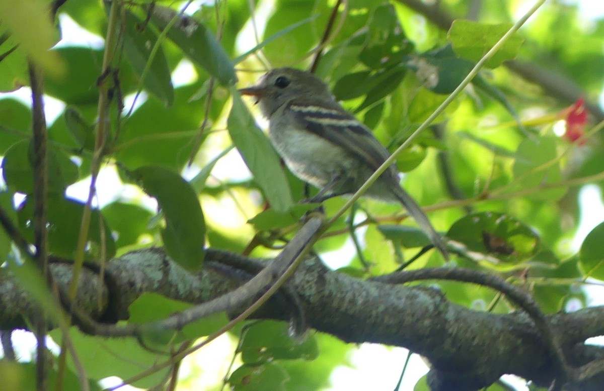 Gray-breasted Flycatcher - ML598050291