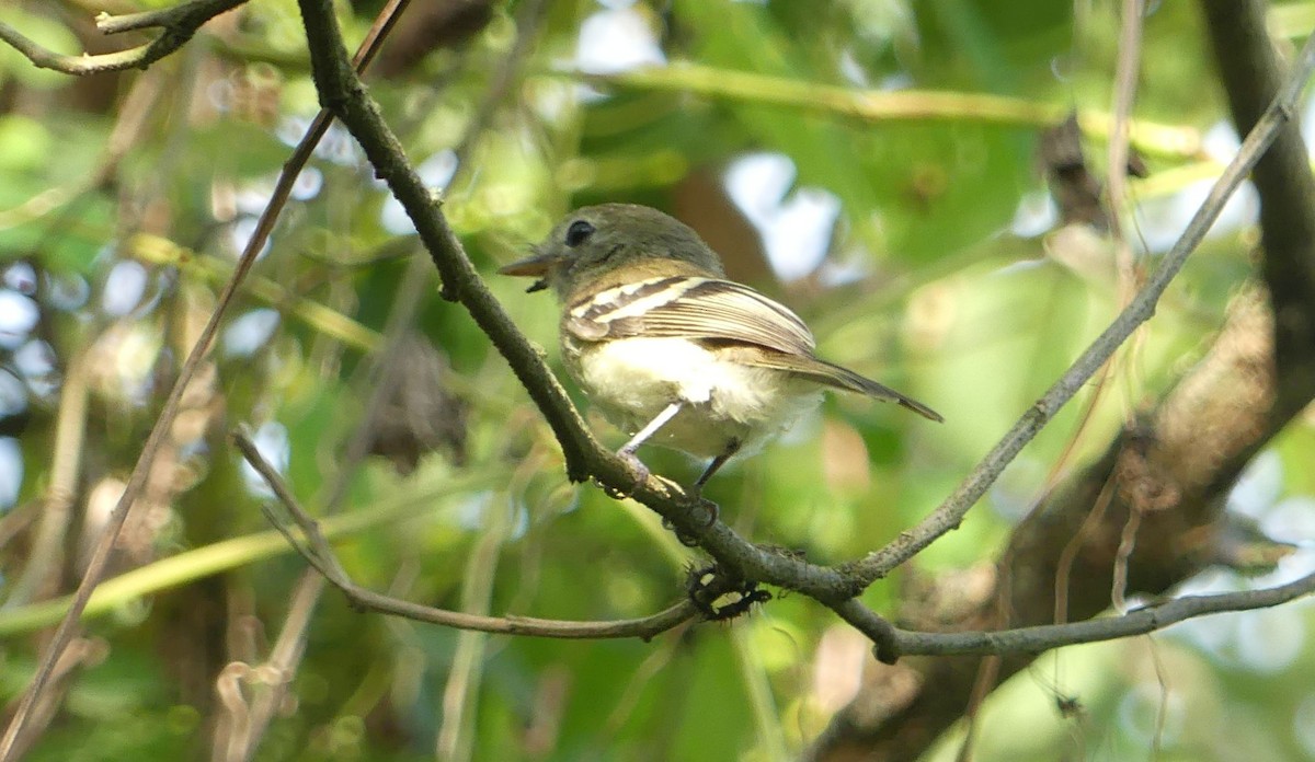 Gray-breasted Flycatcher - ML598050301