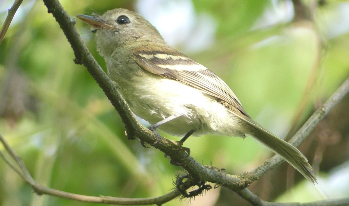 Gray-breasted Flycatcher - ML598050311