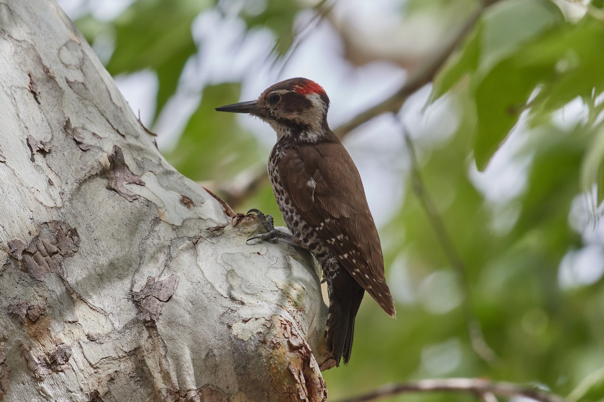 Arizona Woodpecker - ML598051891