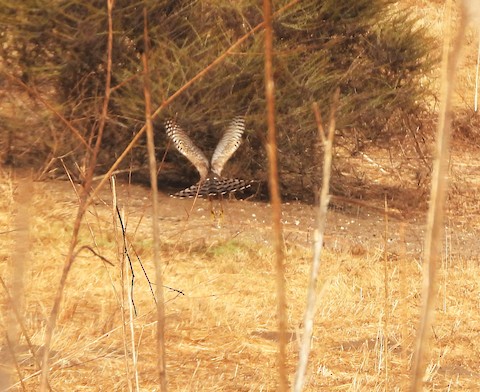 Cooper's Hawk - Lena Hayashi