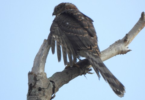 Cooper's Hawk - Lena Hayashi