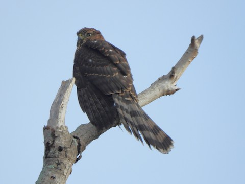 Cooper's Hawk - Lena Hayashi