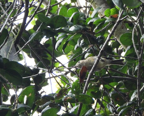 Hutton's Vireo - Lena Hayashi