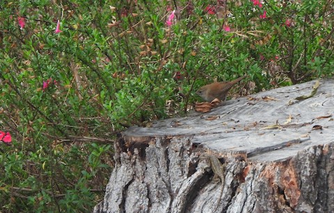 House Wren - Lena Hayashi