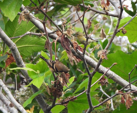 Lesser Goldfinch - Lena Hayashi