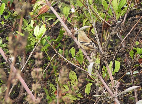 American Goldfinch - Lena Hayashi