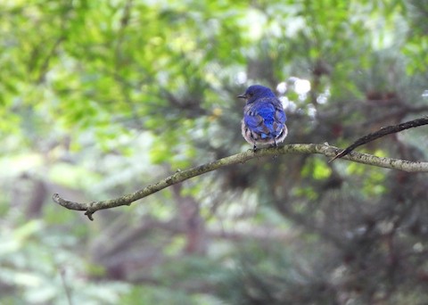 Western Bluebird - Lena Hayashi