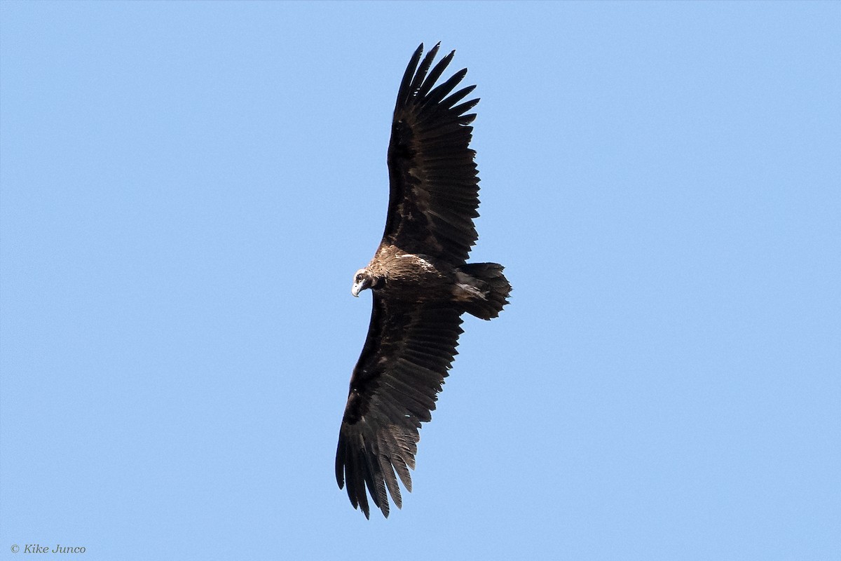 Cinereous Vulture - ML598061961