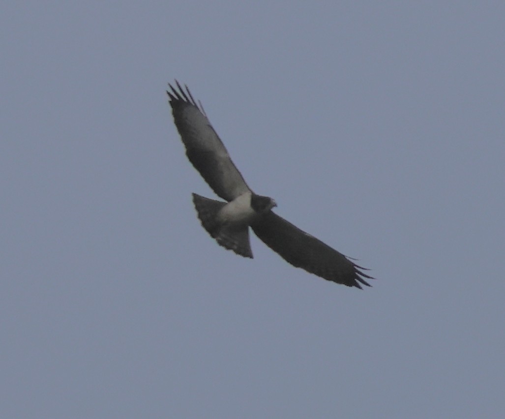 Short-tailed Hawk - ML598062601