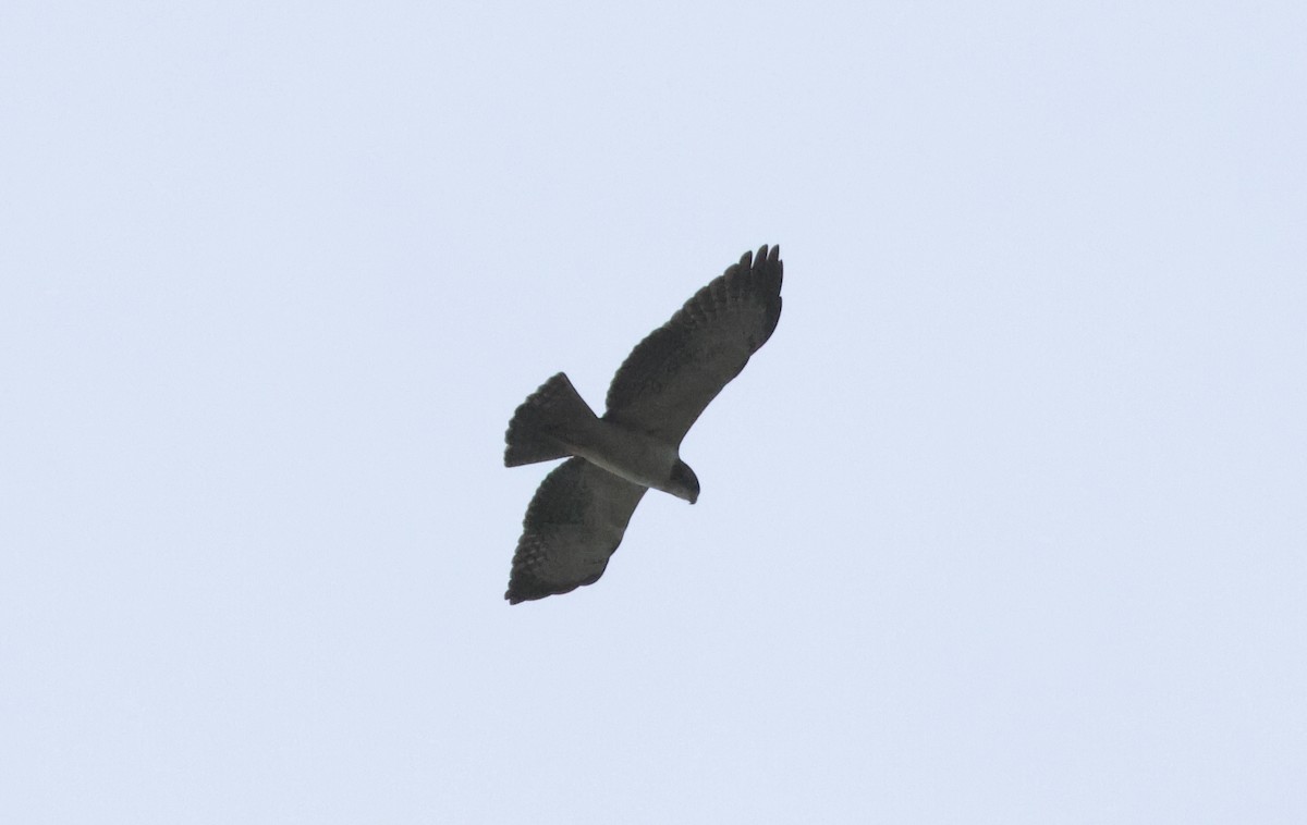 Short-tailed Hawk - ML598062641