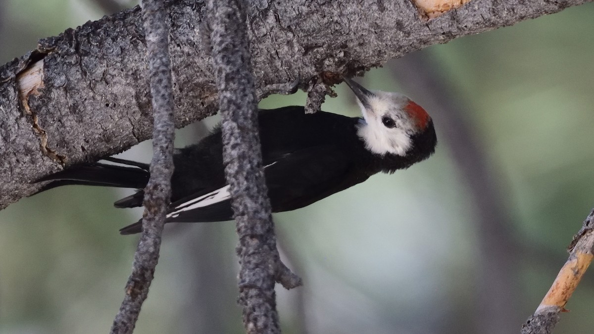 White-headed Woodpecker - ML598063871