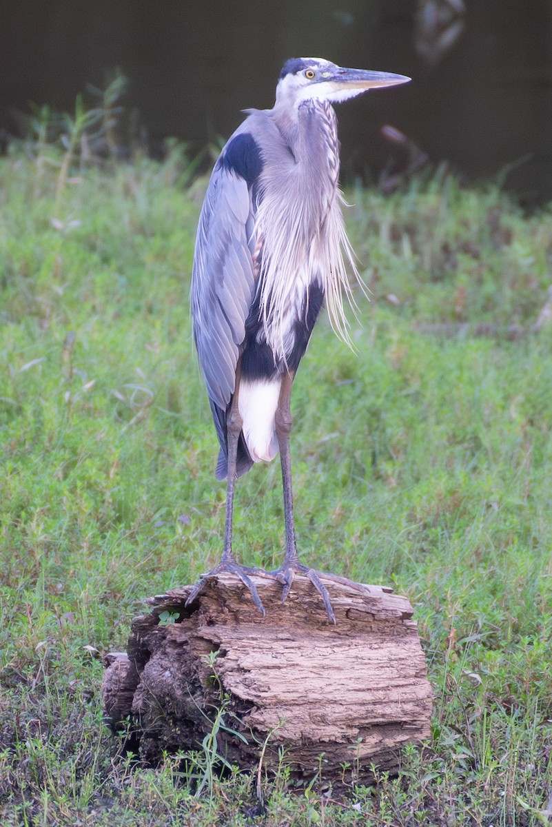 Ebird Checklist 27 Jul 2023 Lake Crabtree Dam 8 Species