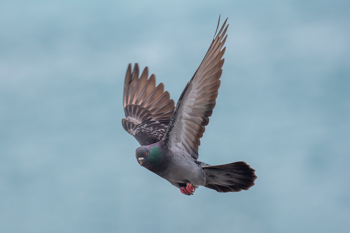 Rock Pigeon (Feral Pigeon) - ML598067941