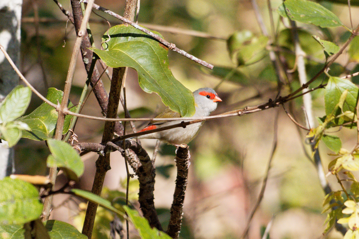 Red-browed Firetail - ML598068591