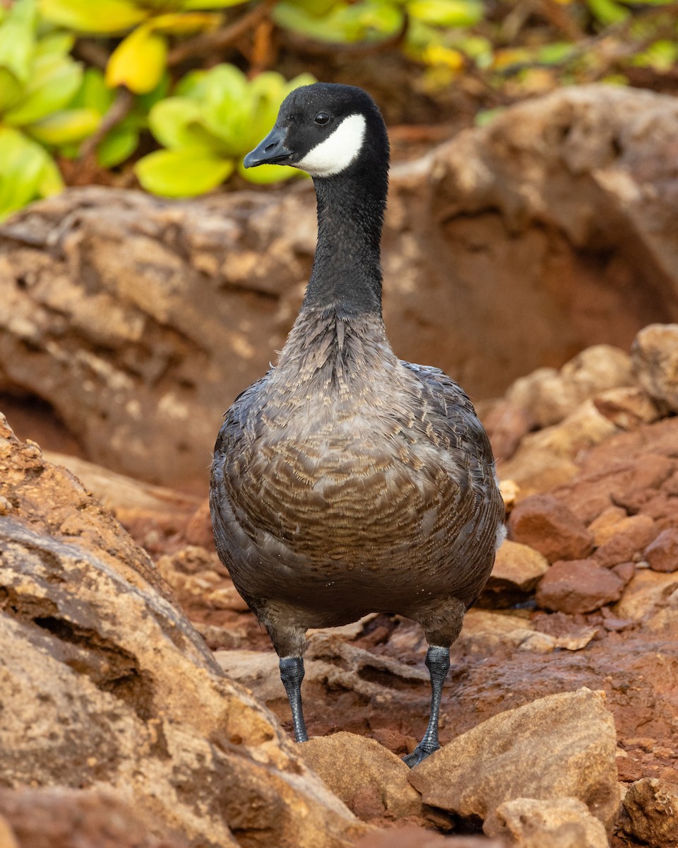 Cackling Goose (minima) - ML598069981