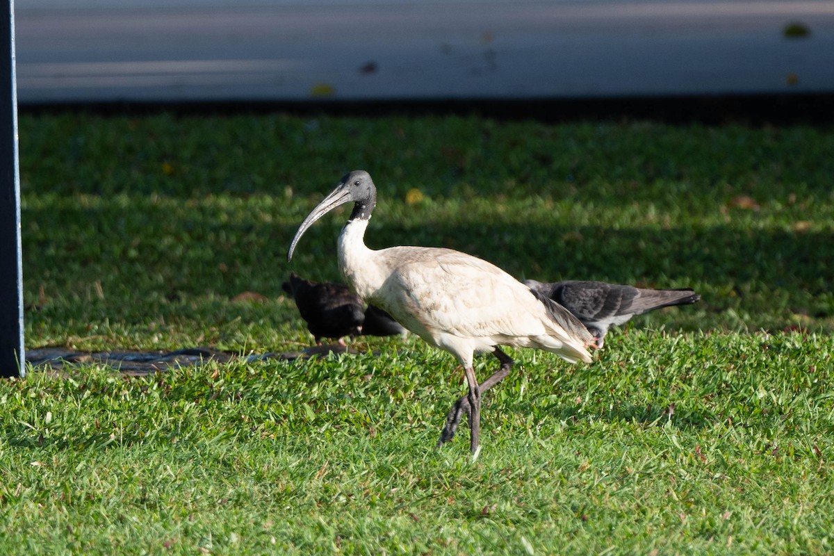 ibis australský - ML598072581