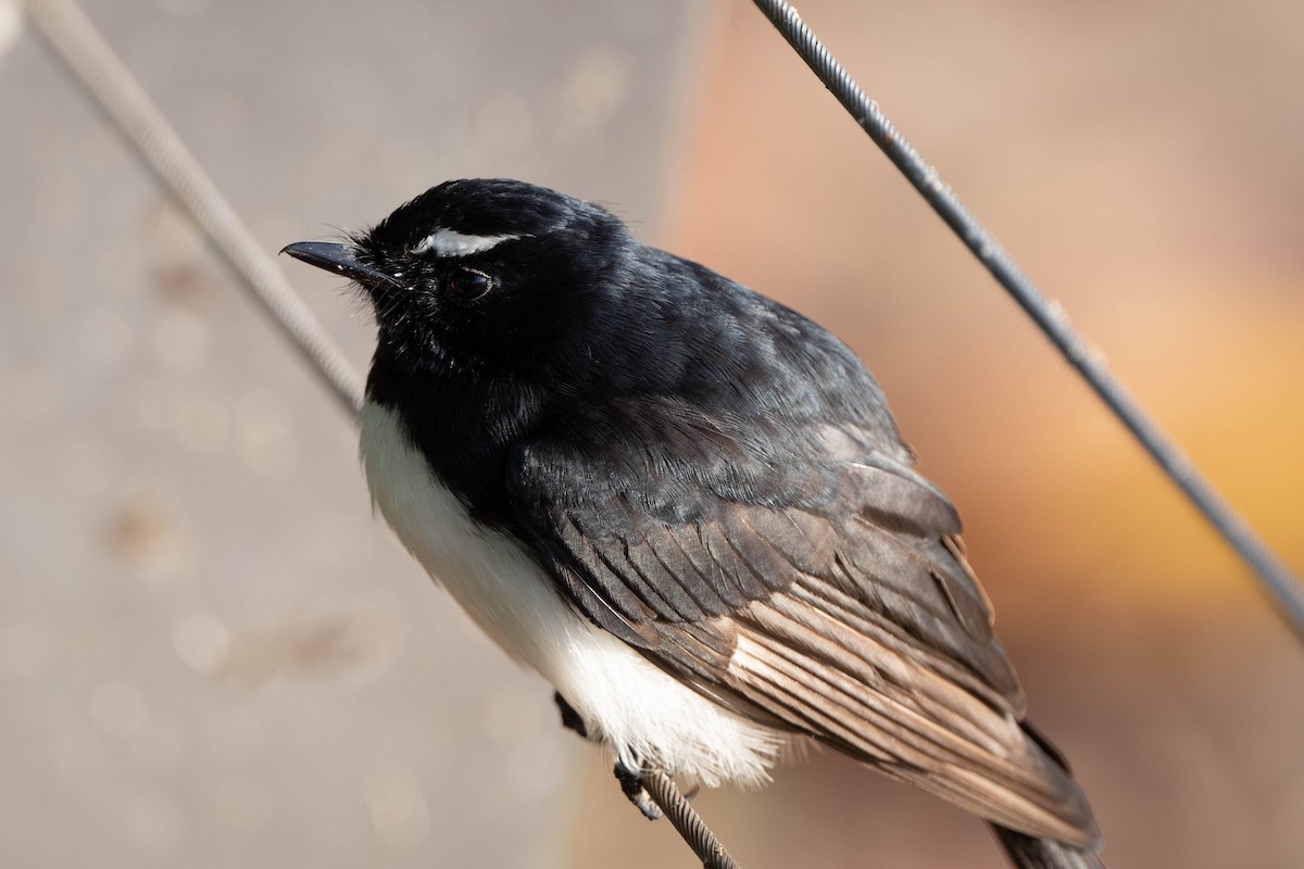 Willie-wagtail - ML598072771