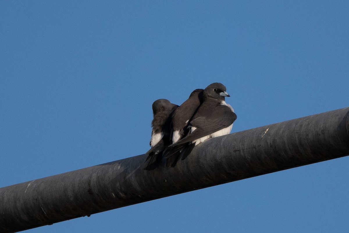 White-breasted Woodswallow - Ray Wise