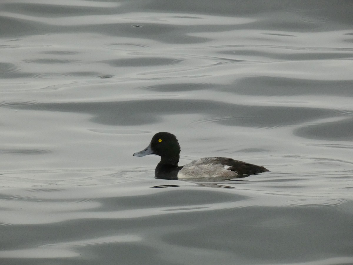 Greater Scaup - ML598073011