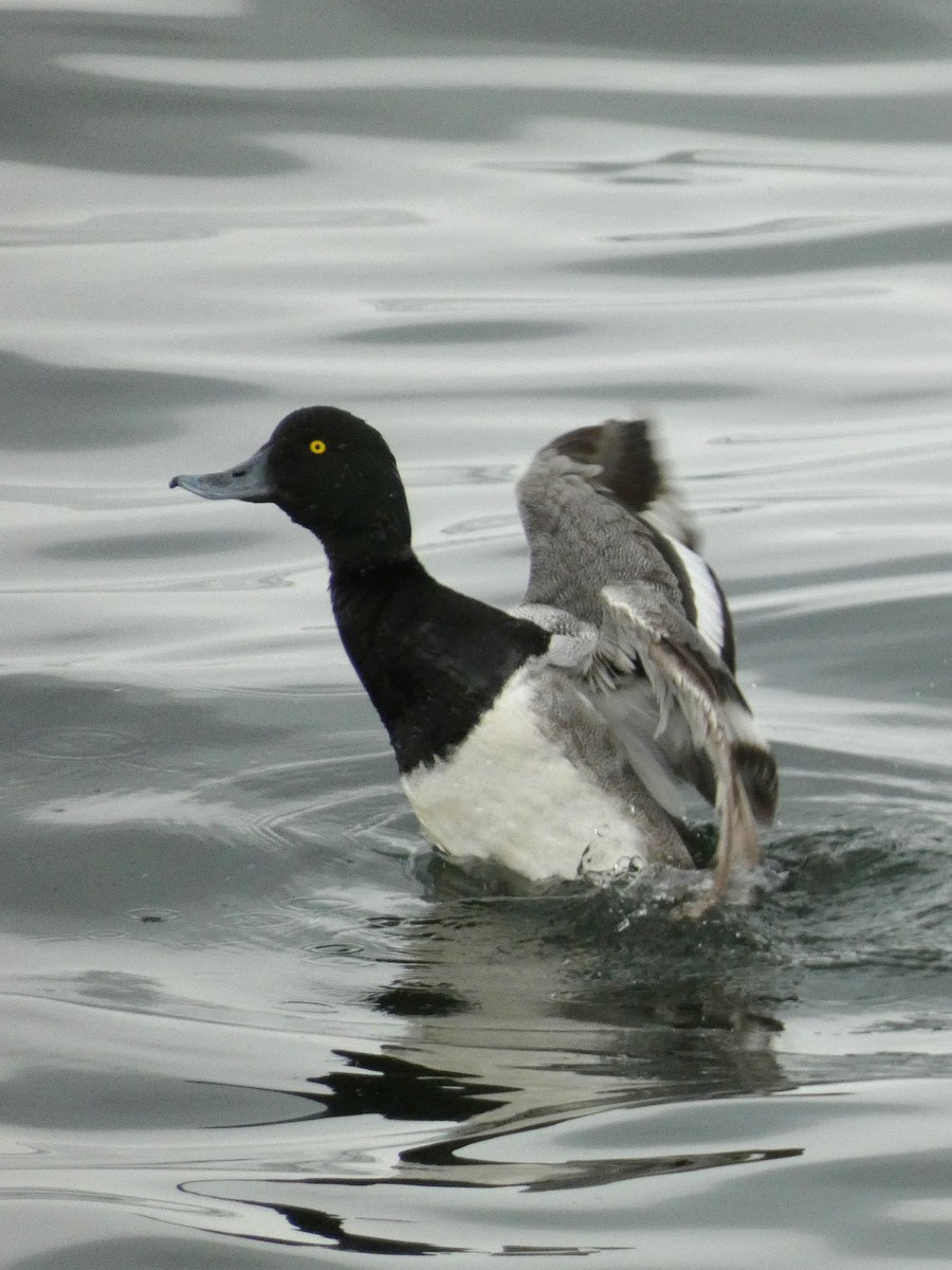 Greater Scaup - ML598073021