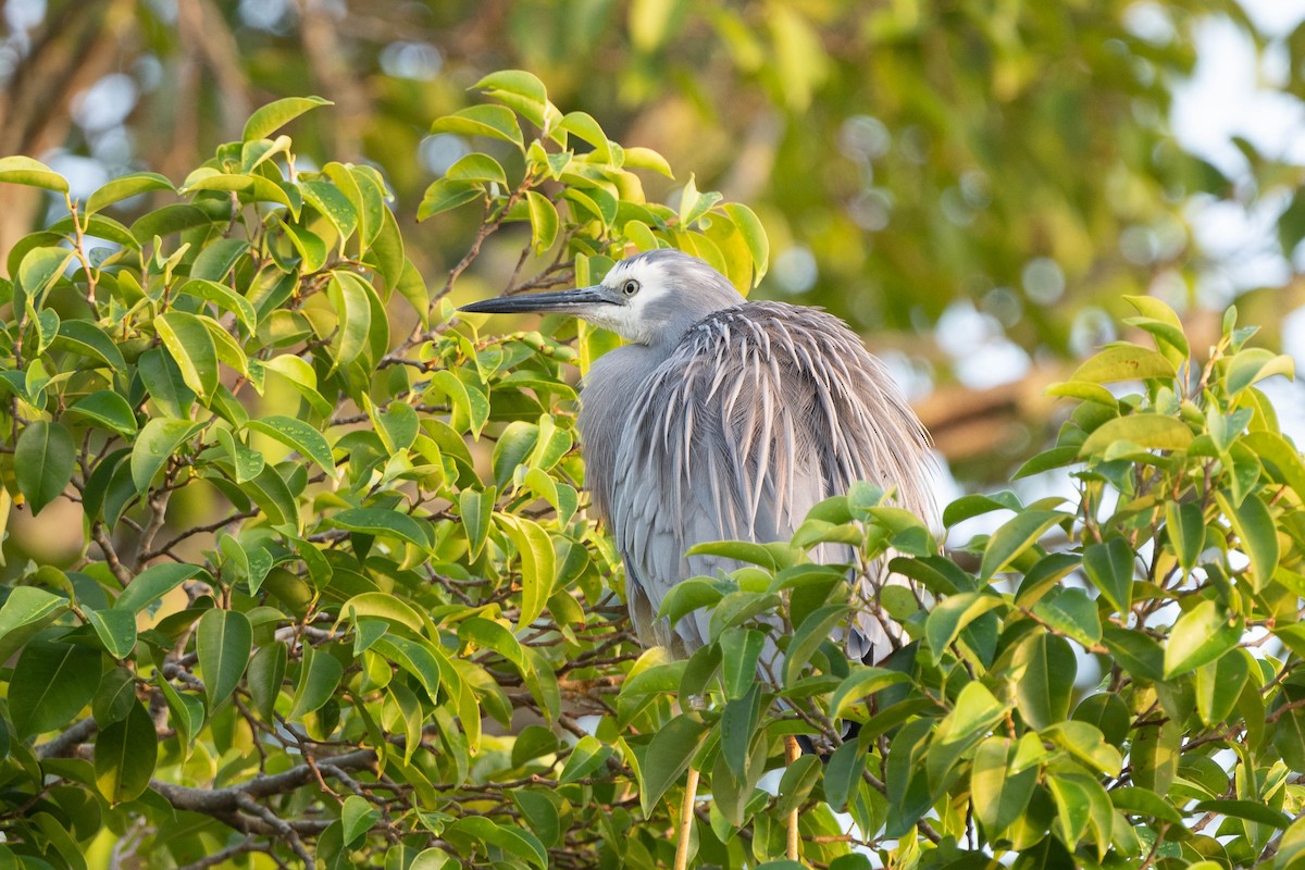 White-faced Heron - Ray Wise