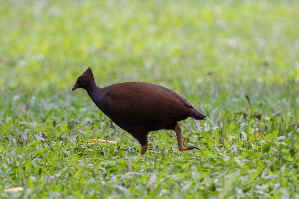 Orange-footed Megapode - Ray Wise
