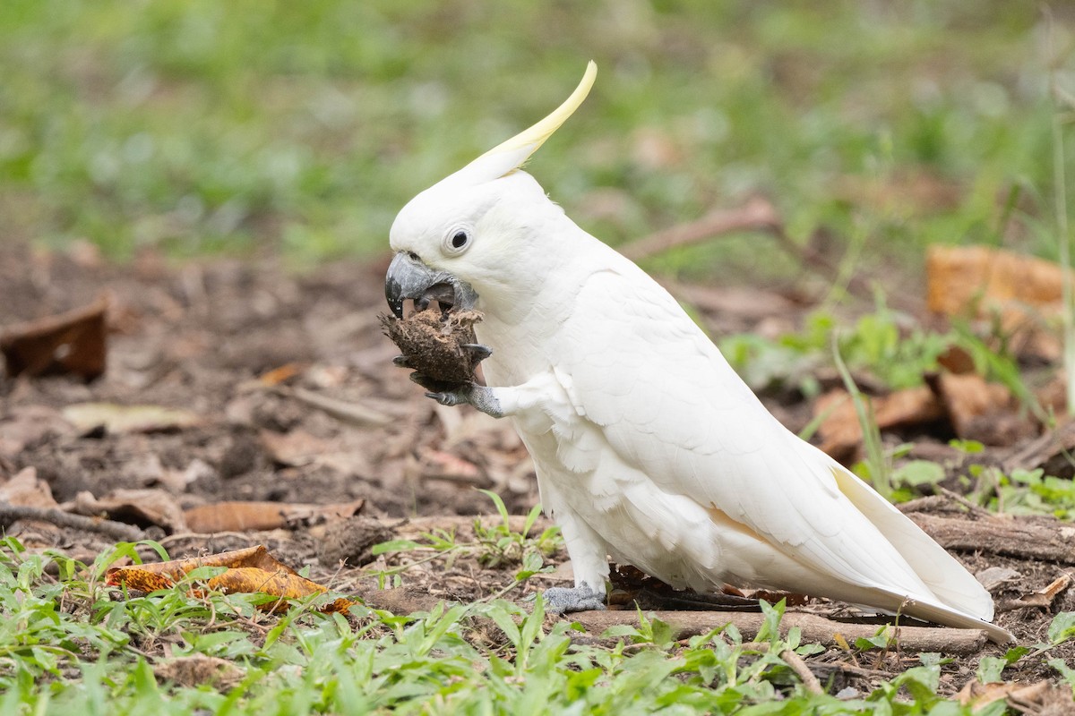 Sulphur-crested Cockatoo - Ray Wise