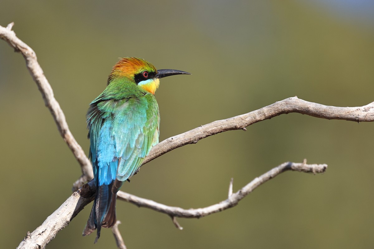 Rainbow Bee-eater - ML598073951
