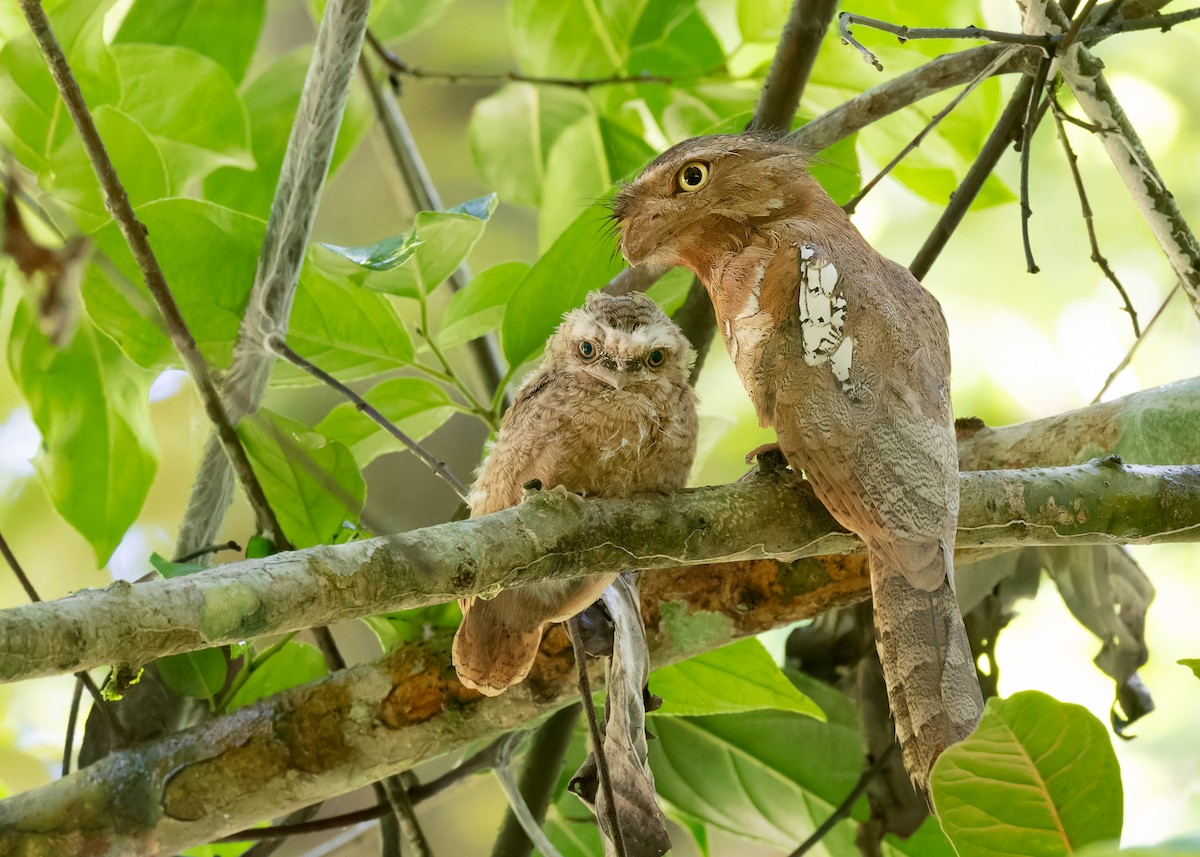 Blyth's Frogmouth (Indochinese) - ML598076721