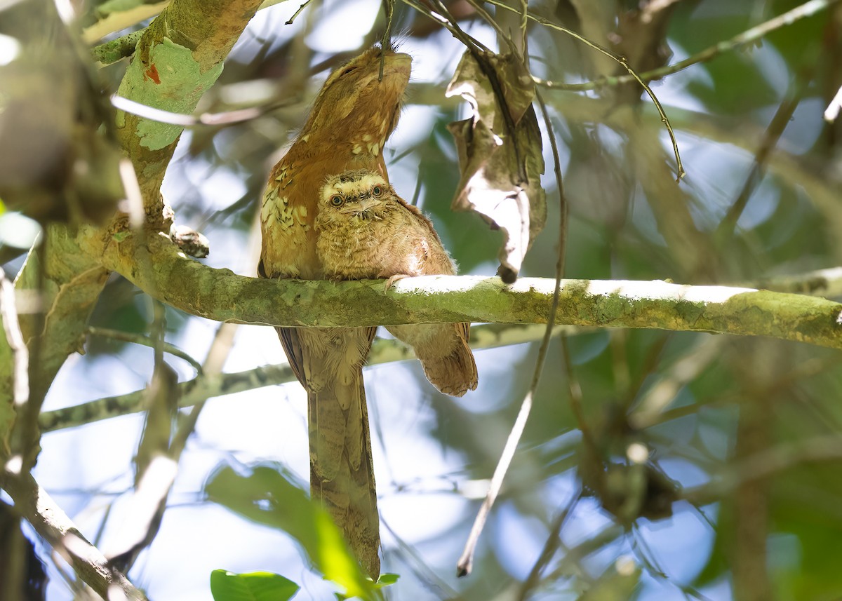Blyth's Frogmouth (Indochinese) - ML598076731
