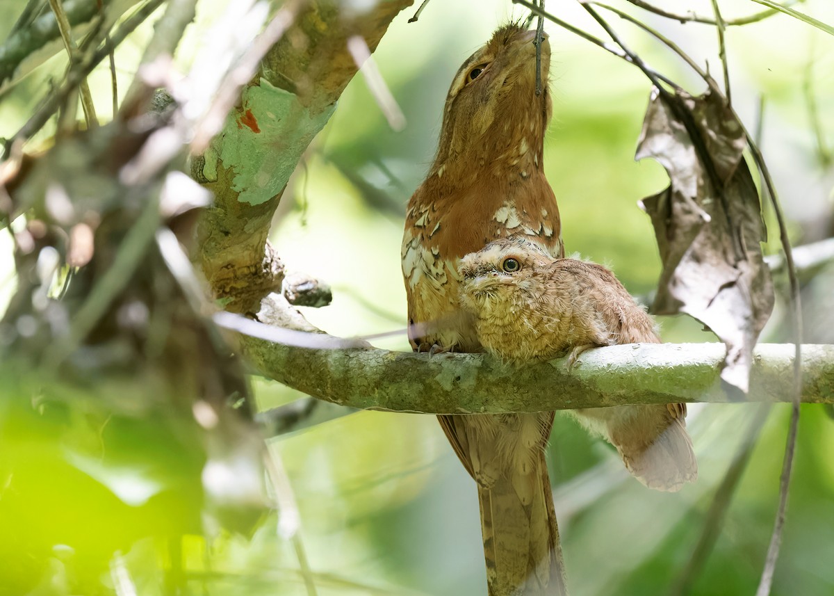 Blyth's Frogmouth (Indochinese) - ML598076751