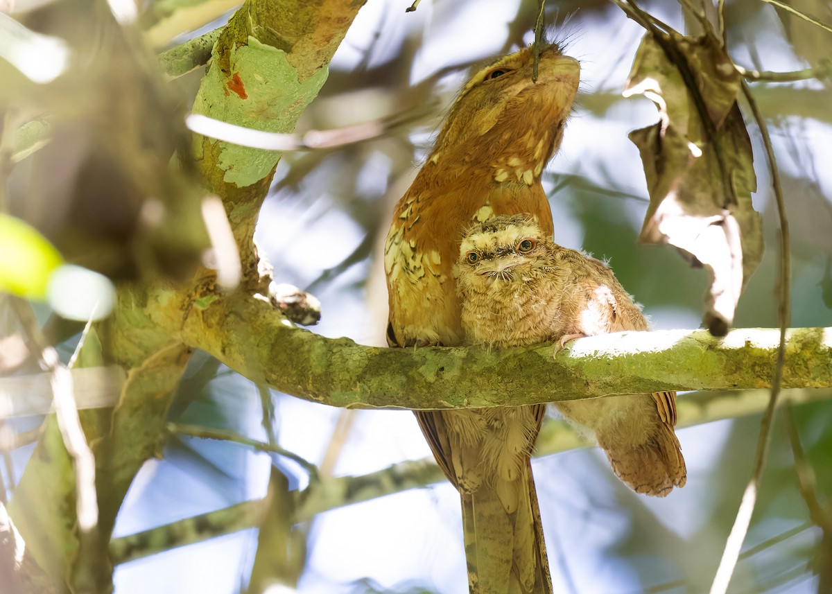 Blyth's Frogmouth (Indochinese) - ML598076761