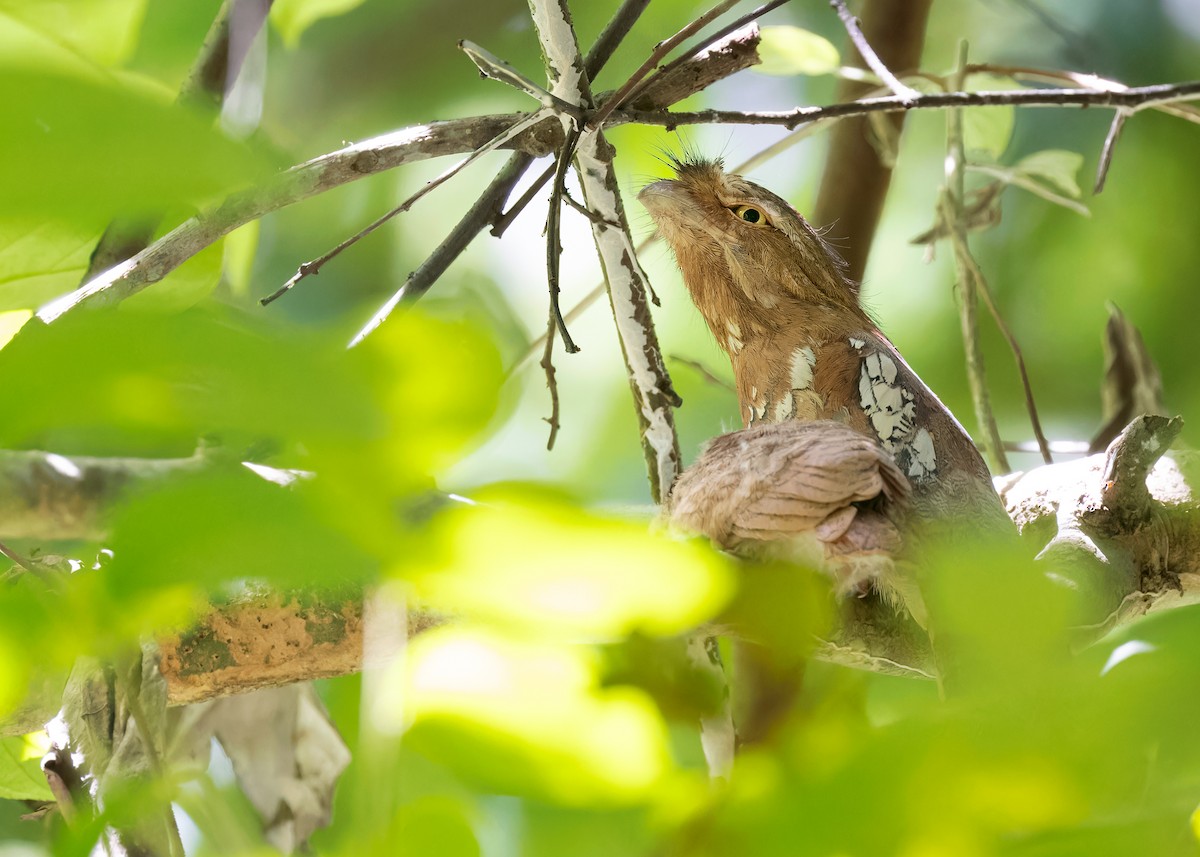 Blyth's Frogmouth (Indochinese) - ML598076771