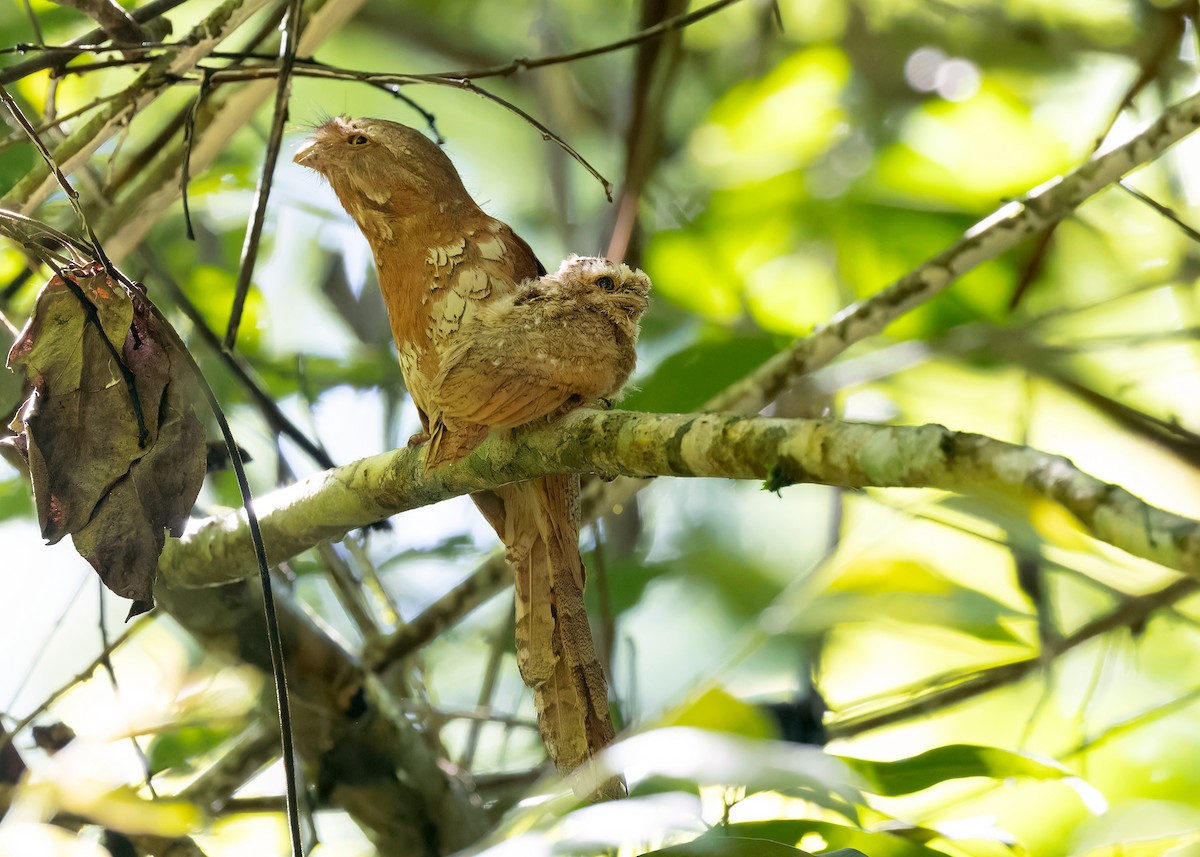 Blyth's Frogmouth (Indochinese) - ML598076781