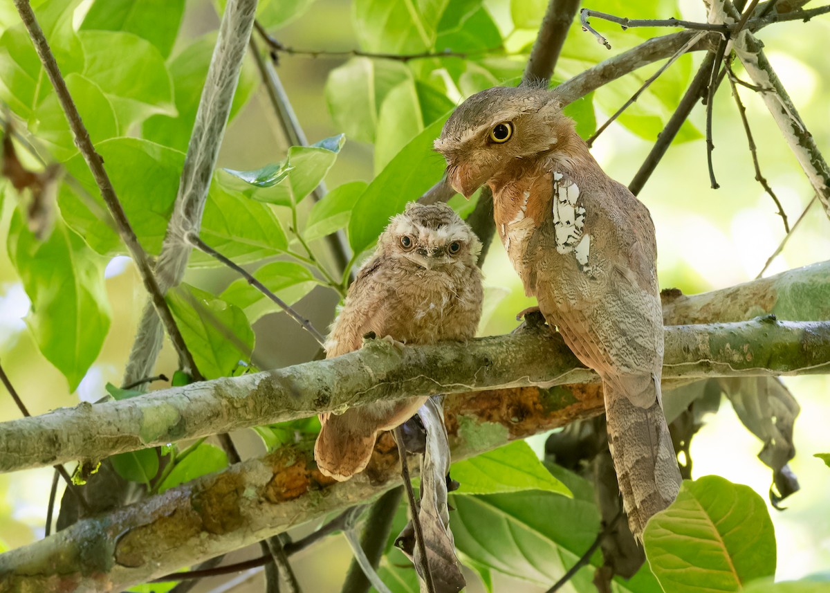 Blyth's Frogmouth (Indochinese) - ML598076821