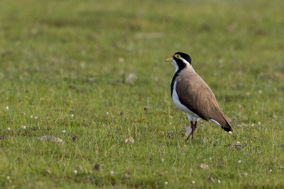 Banded Lapwing - Michael Stubblefield