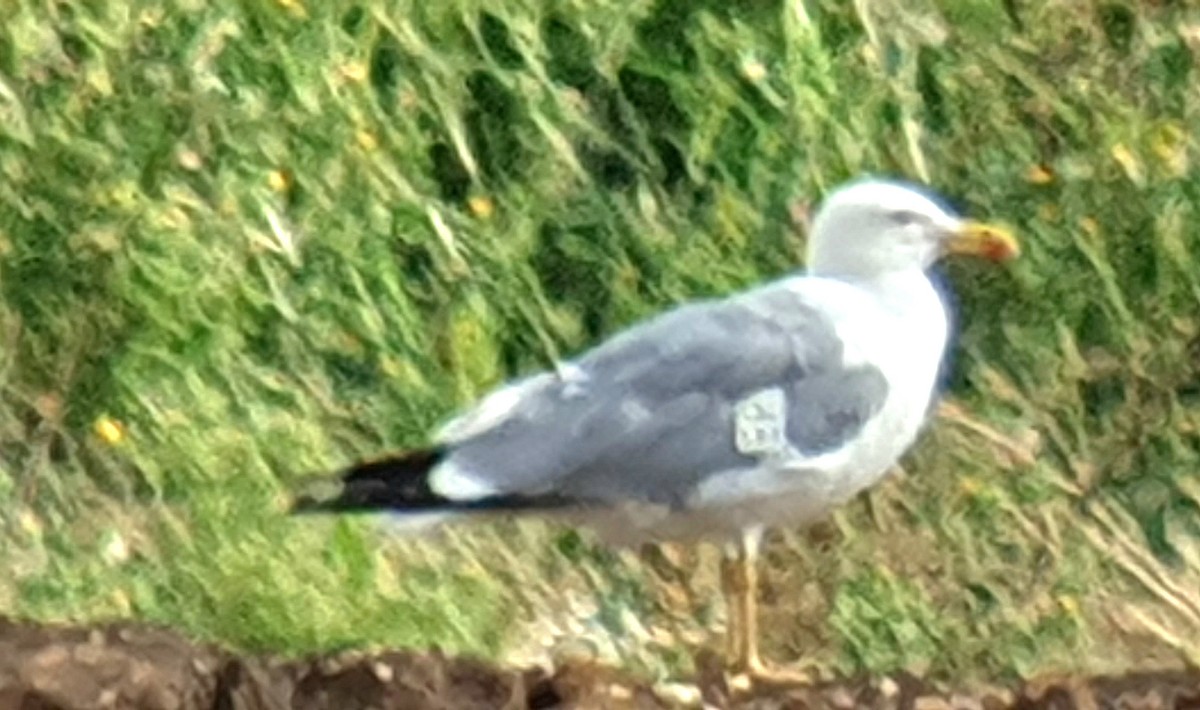 Yellow-legged Gull - ML598079781