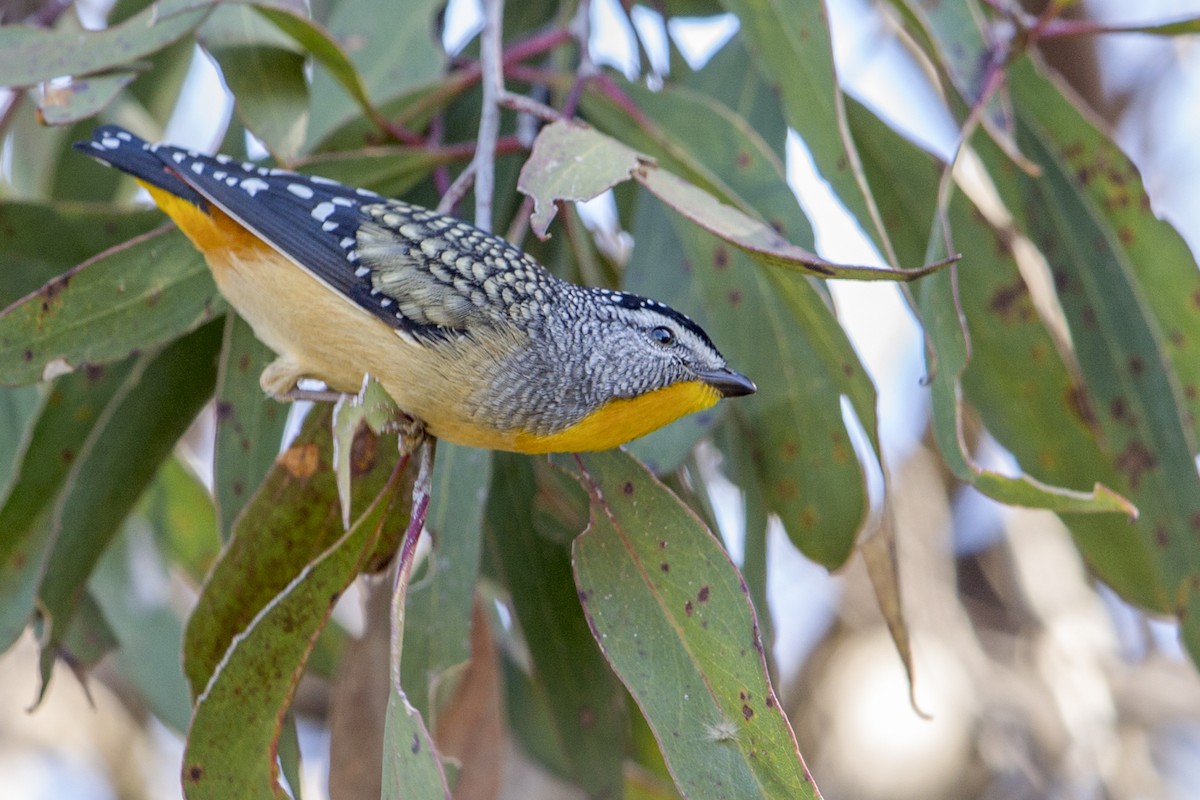 Spotted Pardalote (Yellow-rumped) - ML598085981