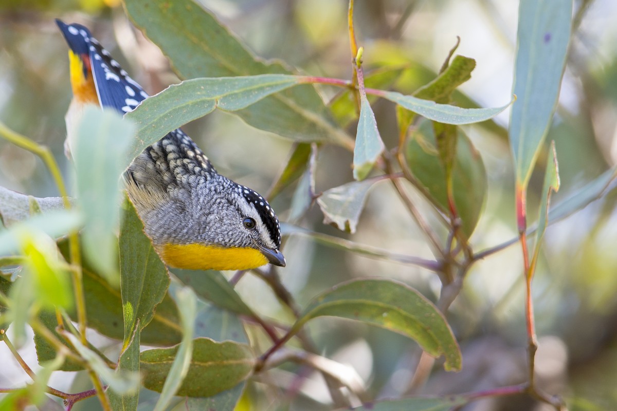 Spotted Pardalote (Yellow-rumped) - ML598085991
