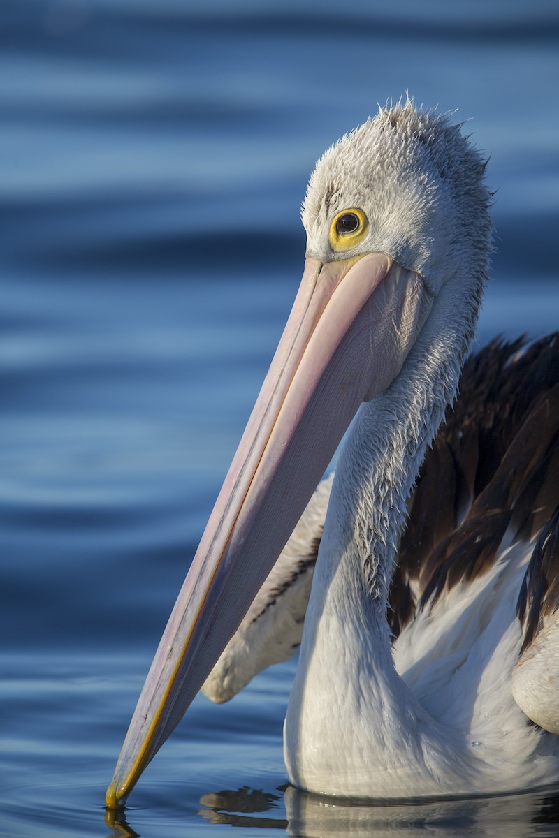 Australian Pelican - Michael Stubblefield