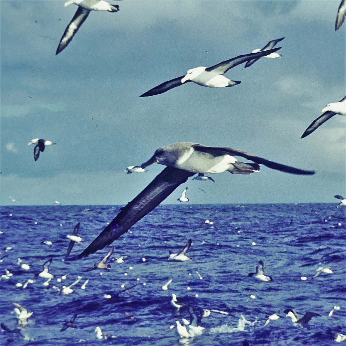 Atlantic/Indian Yellow-nosed Albatross - ML598089011