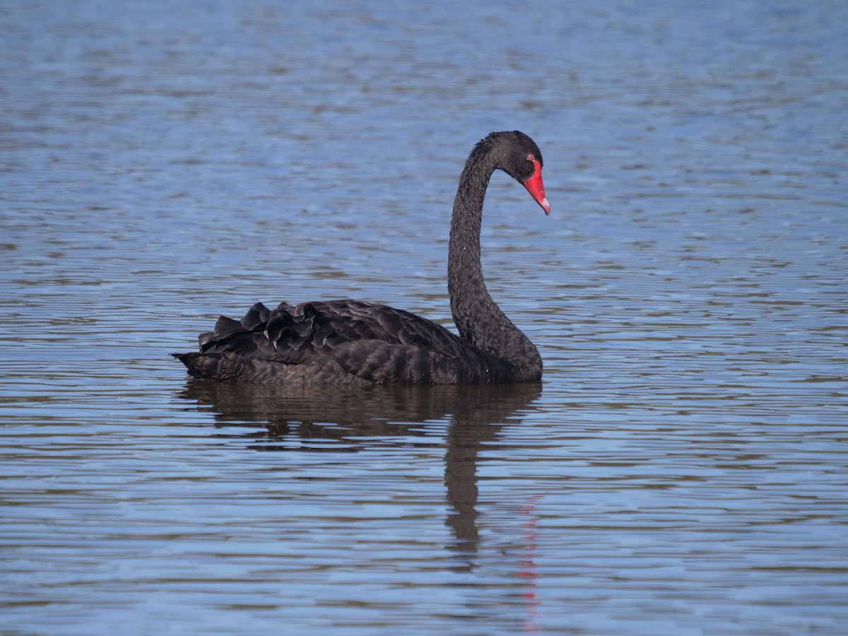 Black Swan - Frank Coman