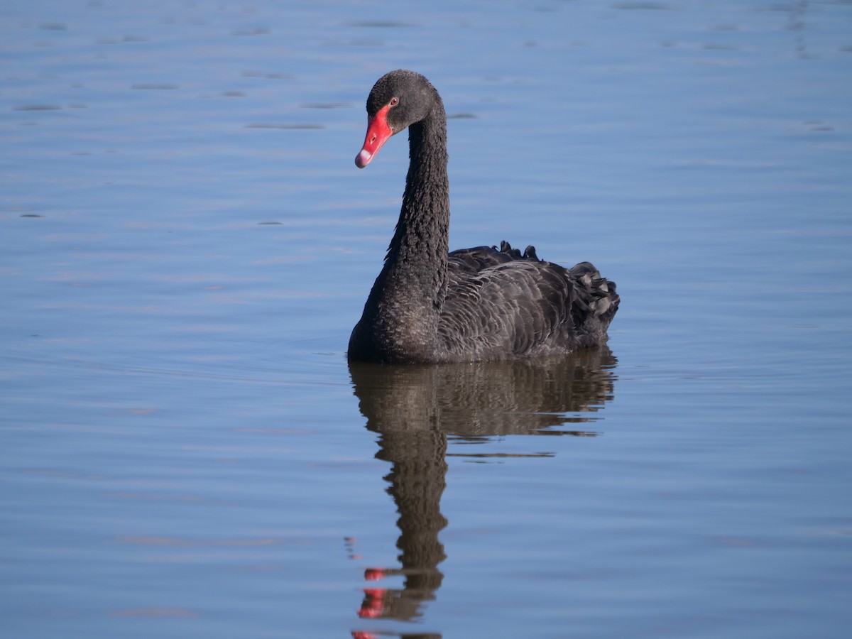 Black Swan - ML598091721