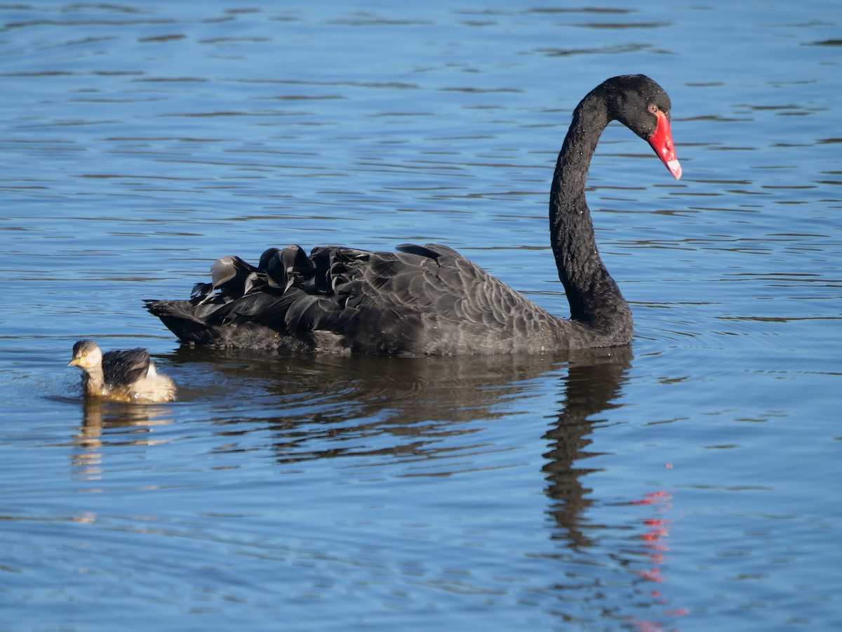 Black Swan - Frank Coman