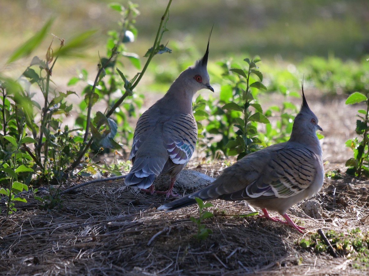 Crested Pigeon - ML598091881